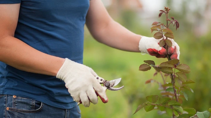 De overlever det måske ikke: Hvilke planter bør ikke beskæres til vinter og vinterisering?