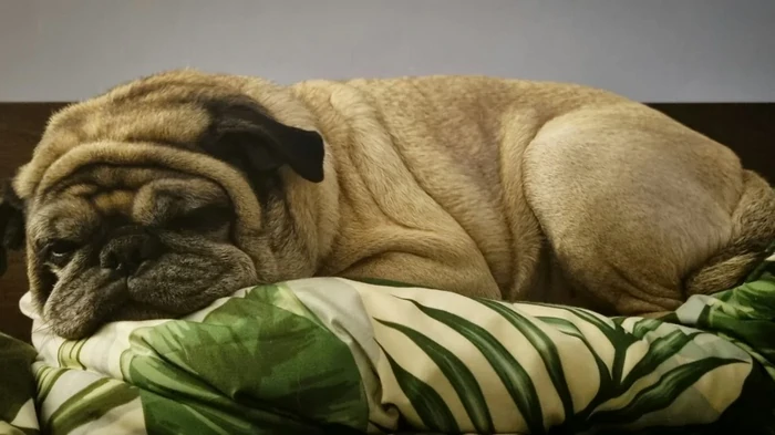 Hunde med ‘sødt’ udseende kan være usunde: Dyrlæge nævner fem farlige træk