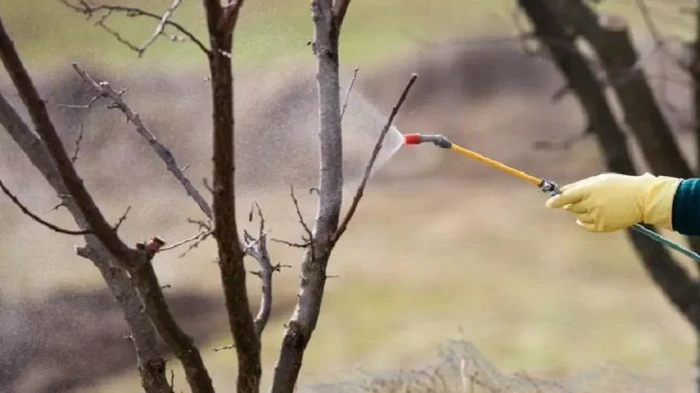 Hvad skal man sprøjte på gamle frugttræer om foråret, så de ikke bliver syge og ikke taber æggestokke?
