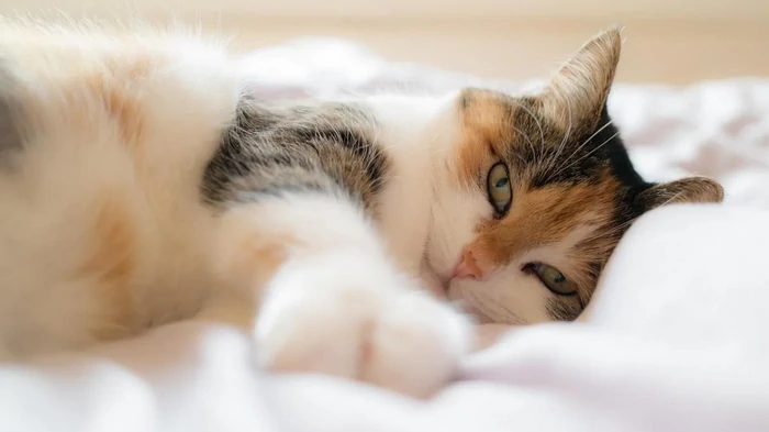 Hvorfor en kat kigger på en mand, når han sover: dyrlæge nævner 6 grunde