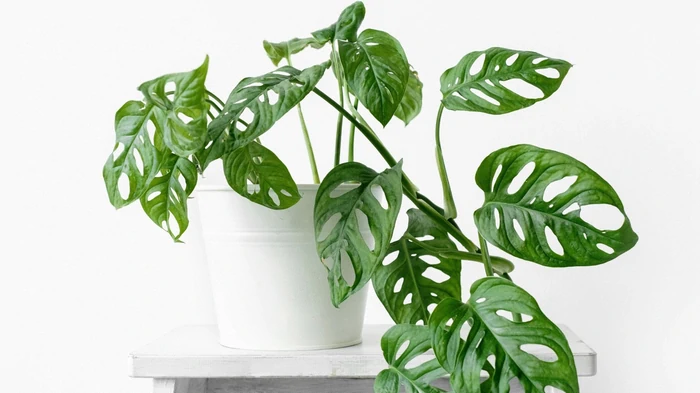 Monstera bør ikke dyrkes i huset, og her er hvorfor: 3 grunde til, at de er farlige