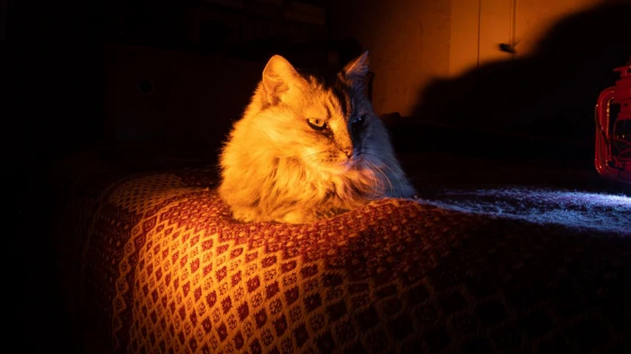 Sådan forstår du, at katten er forkølet: Eksperter har udpeget 9 sikre tegn